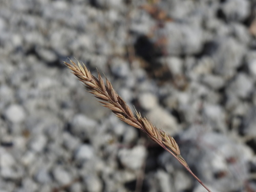 Blue Fescue (Festuca cinerea)