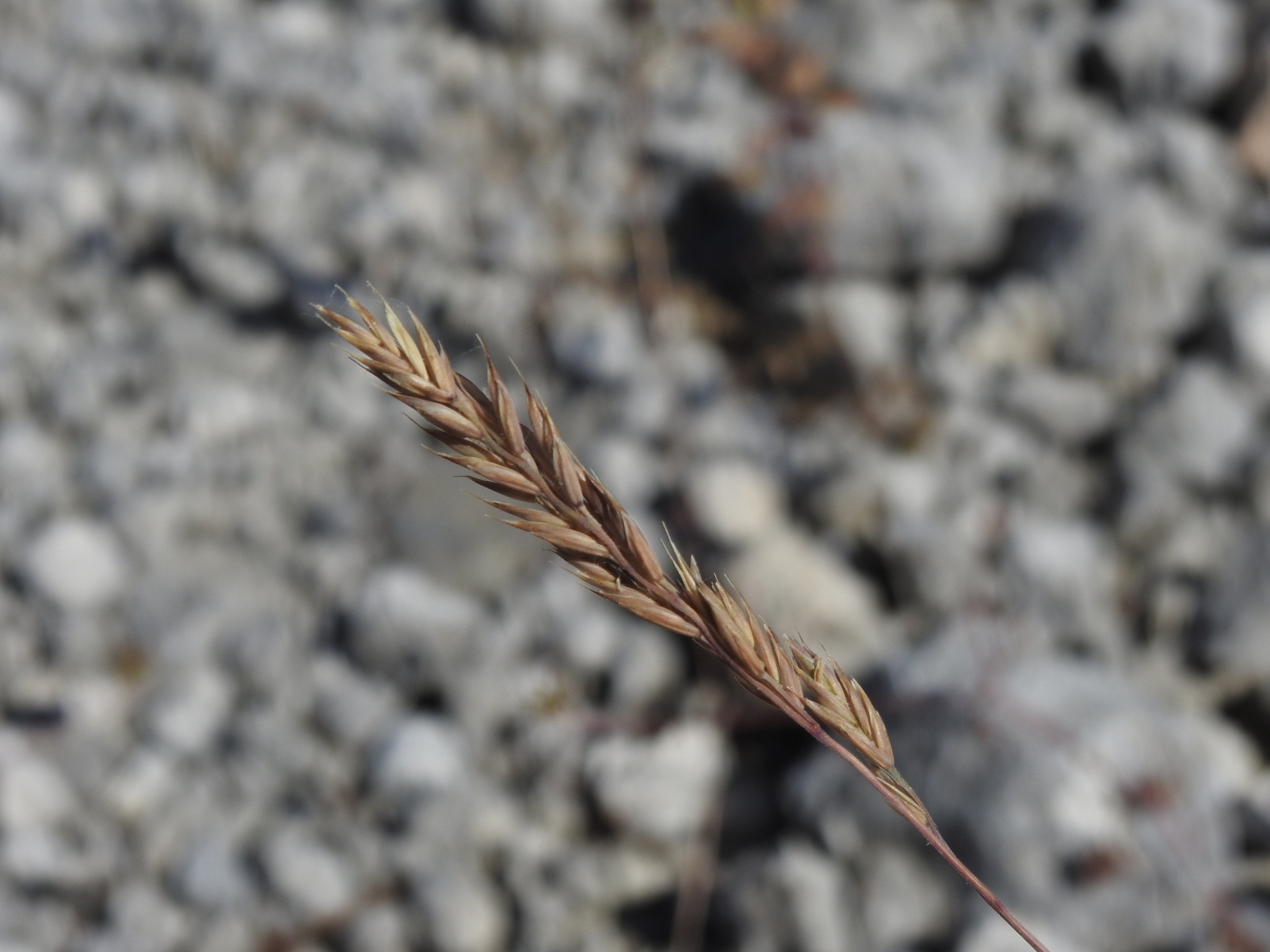 Blue fescue