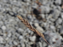 Festuca cinerea