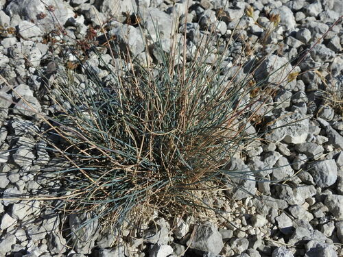 Festuca cinerea, photograph 1
