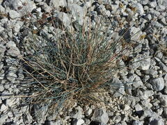(c) Yves Bas, some rights reserved (CC BY) Festuca cinerea, photograph (c) Yves Bas, some rights reserved (CC BY)