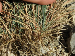 (c) Yves Bas, some rights reserved (CC BY) Festuca cinerea, photograph (c) Yves Bas, some rights reserved (CC BY)