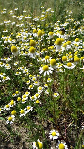 German Chamomile