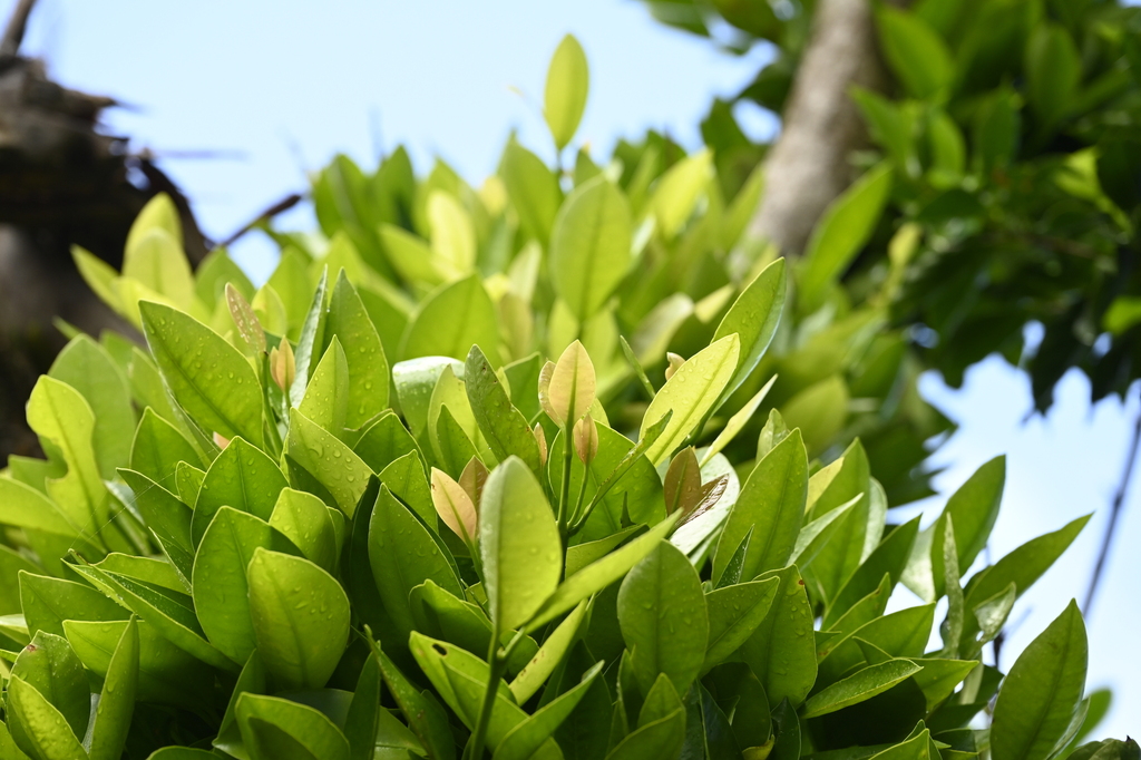 Garcinia linii; photograph (c) 曾昱承 Yu-Cheng Zeng, some rights reserved (CC BY)