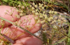 Spermolepis echinata