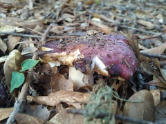 Russula vinacea