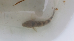 Gobiomorphus cotidianus