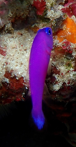 Pictichromis porphyrea
