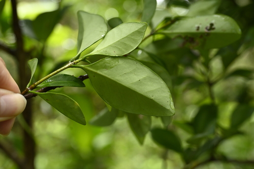 Microtropis japonica, photograph 6