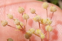 Spermolepis echinata