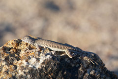 Callisaurus draconoides rhodostictus