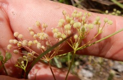 Spermolepis echinata