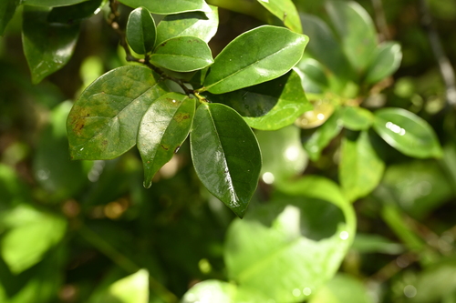 Image of Distylium racemosum by (c) 曾昱承 Yu-Cheng Zeng, some rights reserved (CC BY)