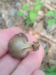 Helvella solitaria