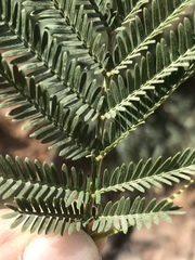 Acacia mearnsii