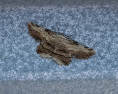 Lytrosis