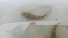 Gobiomorphus cotidianus