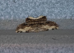 Lytrosis heitzmanorum