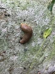 Limacus flavus