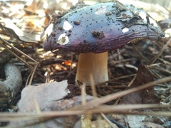 Russula vinacea