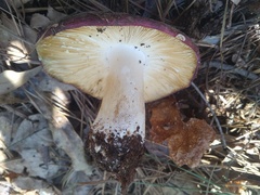 Russula vinacea