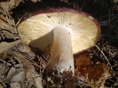 Russula vinacea