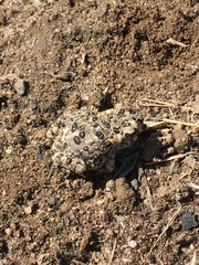 Anaxyrus californicus