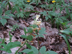 Corydalis cava marschalliana