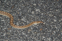 Arizona elegans candida