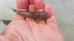 Gobiomorphus cotidianus