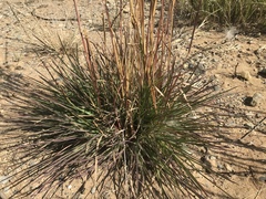 Andropogon eucomus