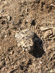 Anaxyrus californicus