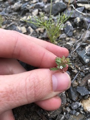 Ipomopsis polycladon