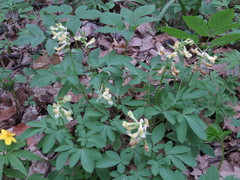 Corydalis cava marschalliana