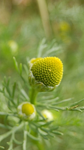 Matricaria matricarioides iNat (3)