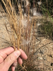 Andropogon eucomus