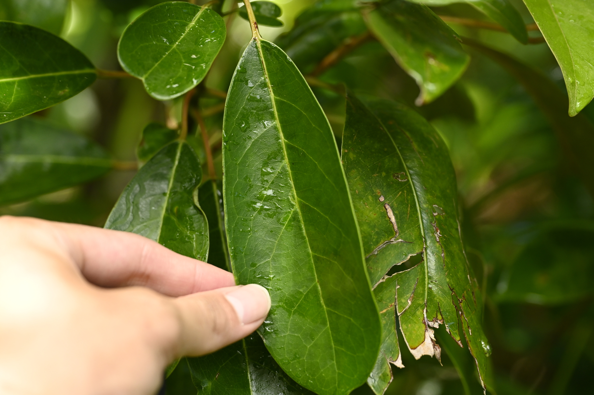 Daphniphyllum ×