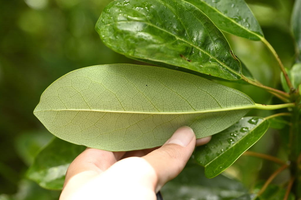 Daphniphyllum × lanyuense