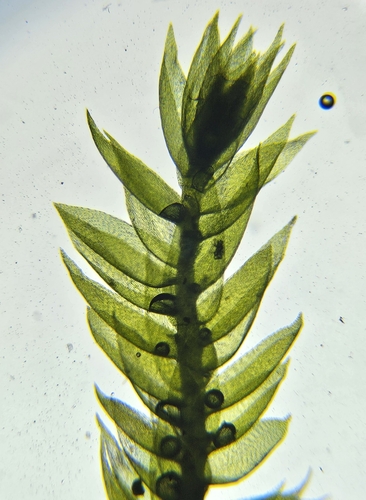 Image of Taxiphyllum wissgrillii by (c) Helen Waterman, some rights reserved (CC BY)