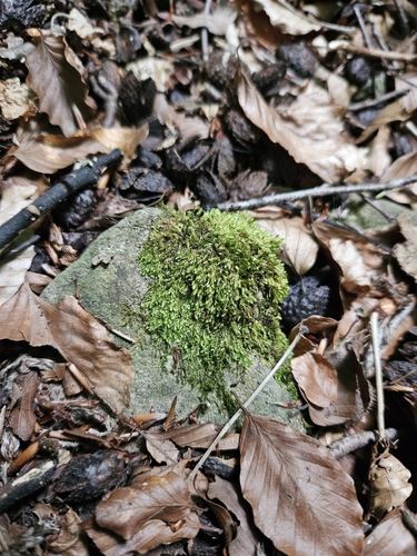 Image of Taxiphyllum wissgrillii by (c) Helen Waterman, some rights reserved (CC BY)