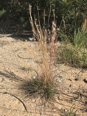 Andropogon eucomus