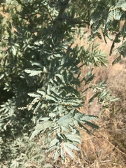 Acacia baileyana