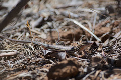 Aspidoscelis hyperythrus beldingi