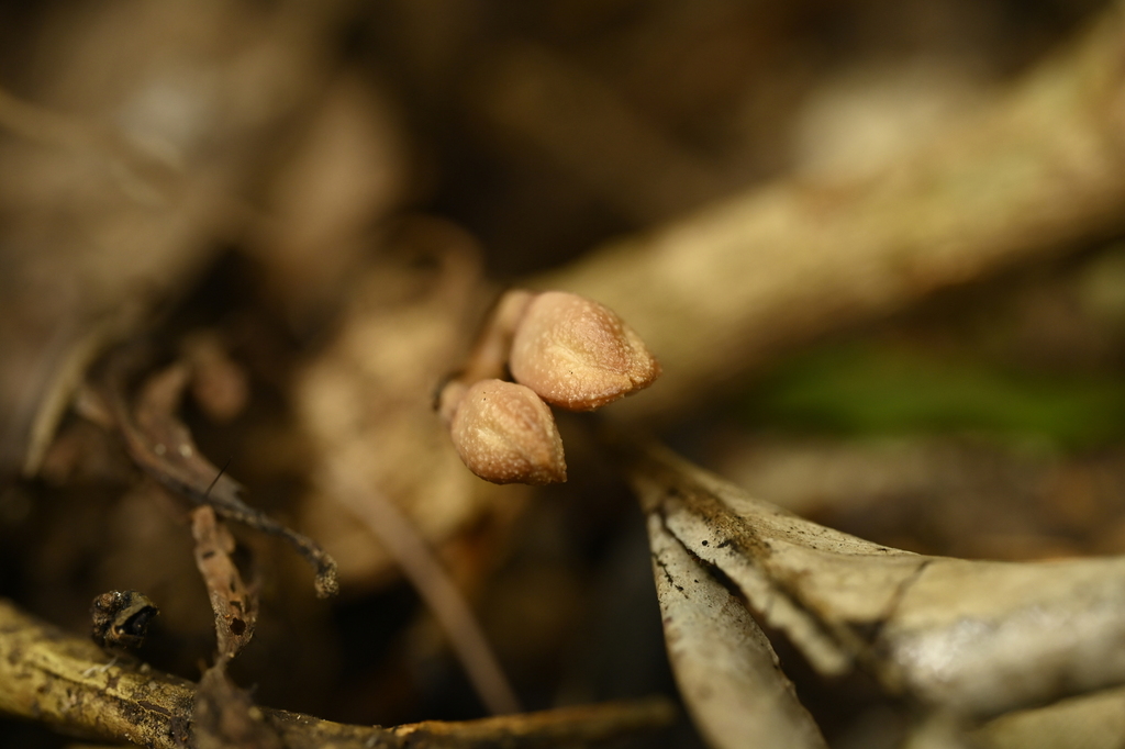 Gastrodia callosa