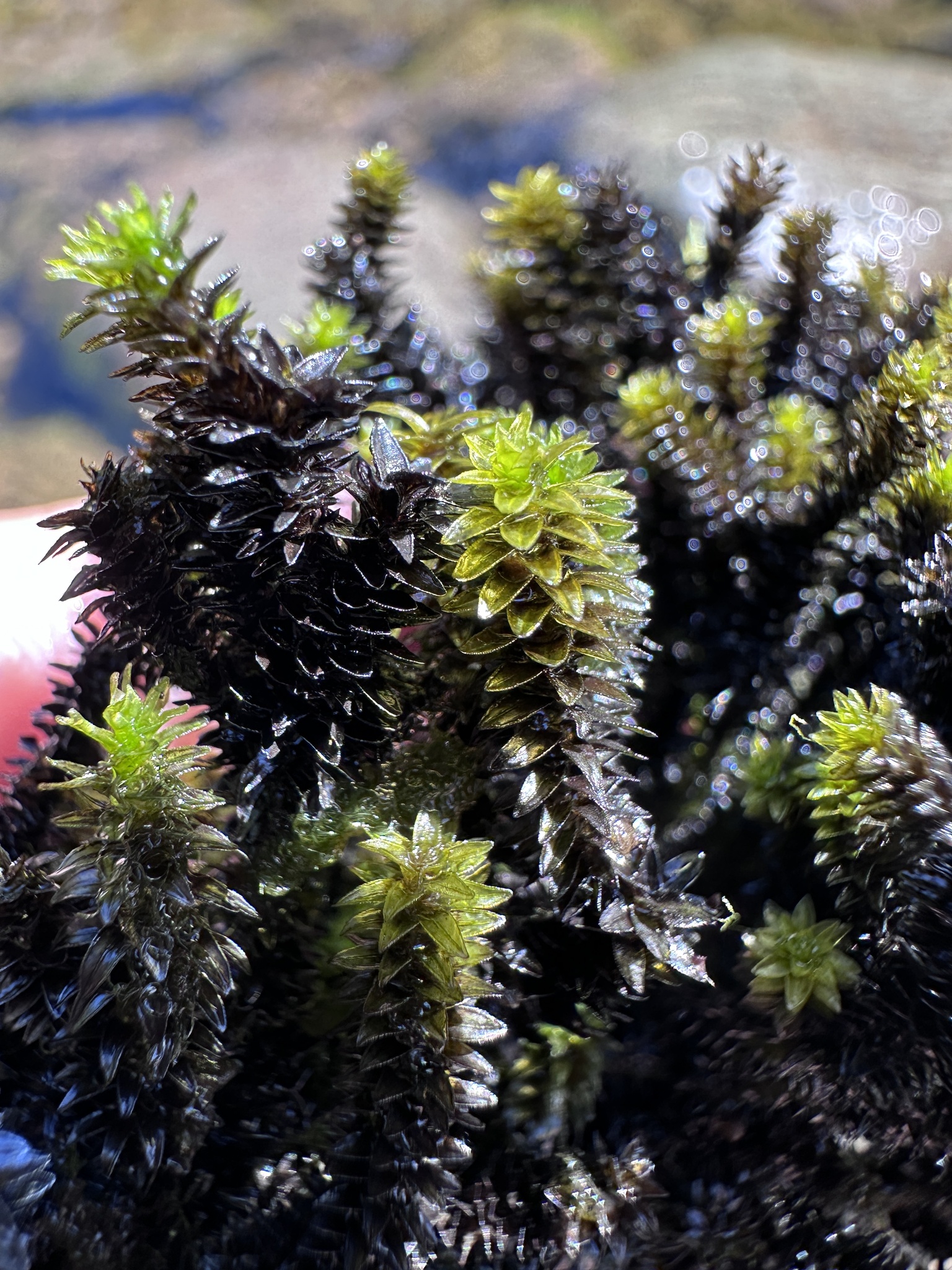 Scouleria marginata