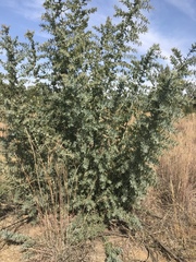 Acacia baileyana