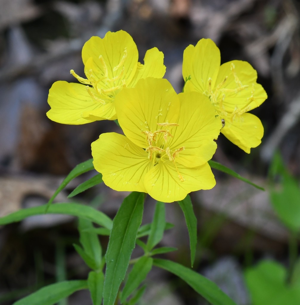 Oenothera fruticosa — a medium houseplant, prefers full sun light