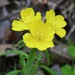 Oenothera fruticosa - Photo (c) kwillard, algunos derechos reservados (CC BY-NC), uploaded by kwillard