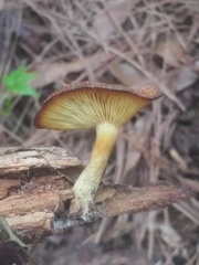 Tricholomopsis formosa