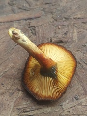 Tricholomopsis formosa